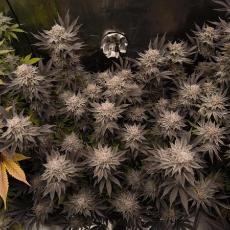 Bananakin Skywalker and more