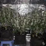 Bananakin Skywalker and more