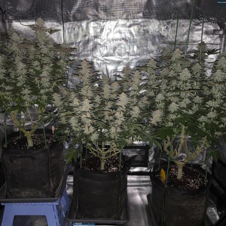 Bananakin Skywalker and more