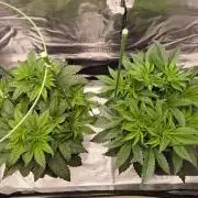 Lemon Cherry Gelato, Jealousy