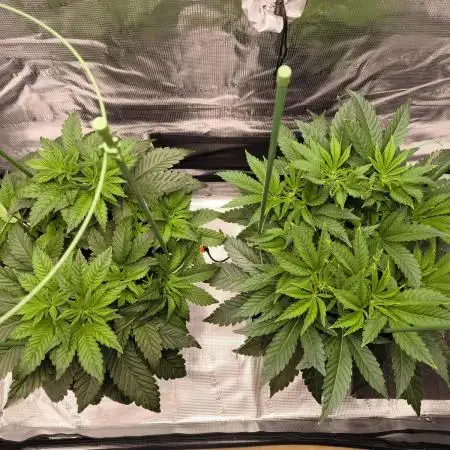 Lemon Cherry Gelato, Jealousy