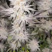 Bananakin Skywalker and more