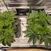 Lemon Cherry Gelato, Jealousy