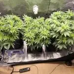 4th Grow