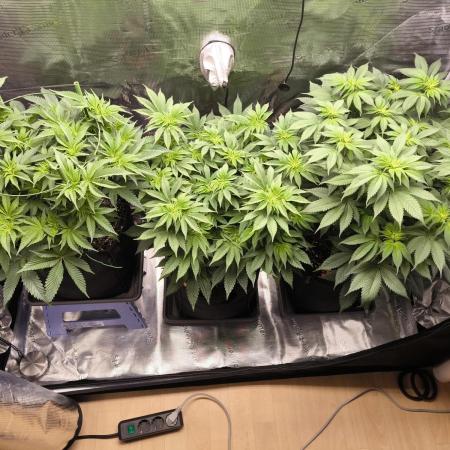 4th Grow