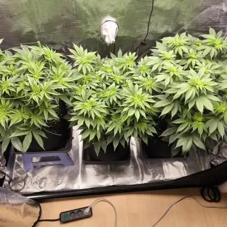 4th Grow