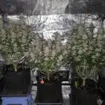 Bananakin Skywalker and more