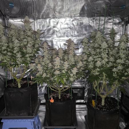 Bananakin Skywalker and more