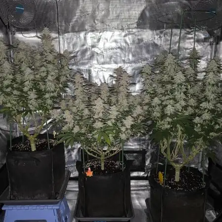 Bananakin Skywalker and more