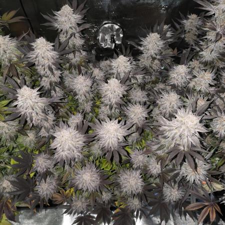 Bananakin Skywalker and more