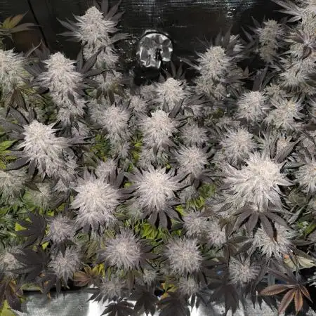 Bananakin Skywalker and more