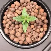 Hindu Kush, Thin Mint Frosting