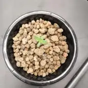 Lemon Cherry Gelato, Jealousy