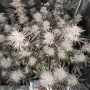 Bananakin Skywalker and more