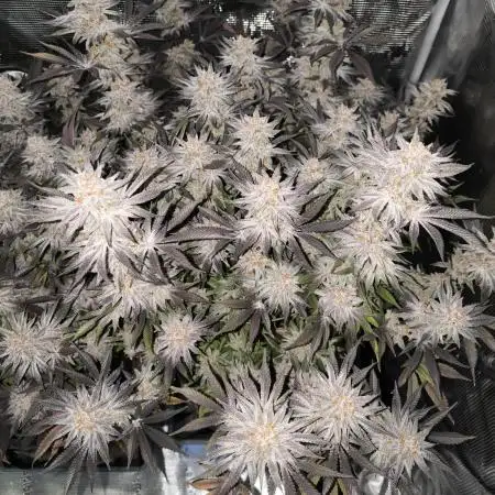 Bananakin Skywalker and more