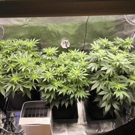 4th Grow