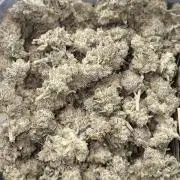 Lemon Cherry Gelato, Jealousy