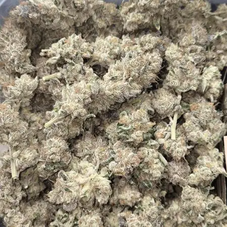 Lemon Cherry Gelato, Jealousy