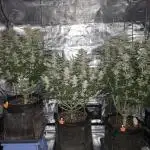 Bananakin Skywalker and more