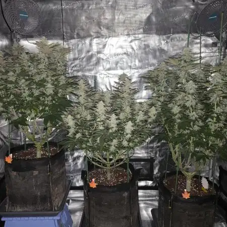 Bananakin Skywalker and more