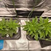 Lemon Cherry Gelato, Jealousy