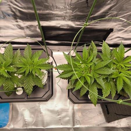 Lemon Cherry Gelato, Jealousy