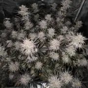 Bananakin Skywalker and more