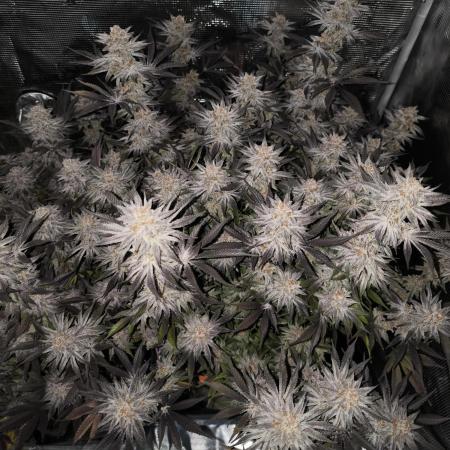 Bananakin Skywalker and more