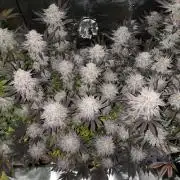 Bananakin Skywalker and more