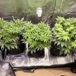 4th Grow