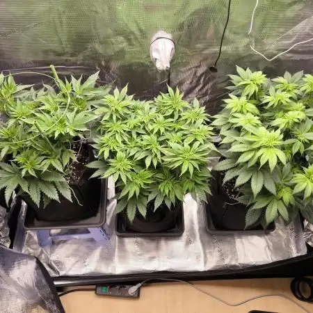 4th Grow