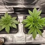 Lemon Cherry Gelato, Jealousy