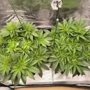 Lemon Cherry Gelato, Jealousy