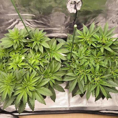 Lemon Cherry Gelato, Jealousy