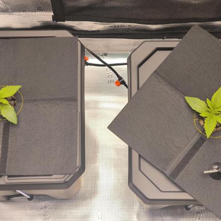 Lemon Cherry Gelato, Jealousy