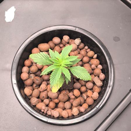 Hindu Kush, Thin Mint Frosting