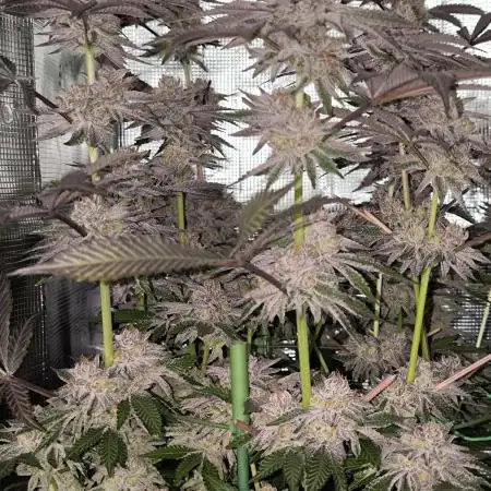 SLHxPink Candy, SLHxRS11