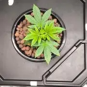 Hindu Kush, Thin Mint Frosting