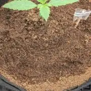 Cherry Cola Auto Fast Buds