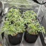 Fast Garden