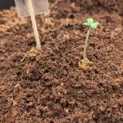 Diablo Rojo XL Auto Take 2