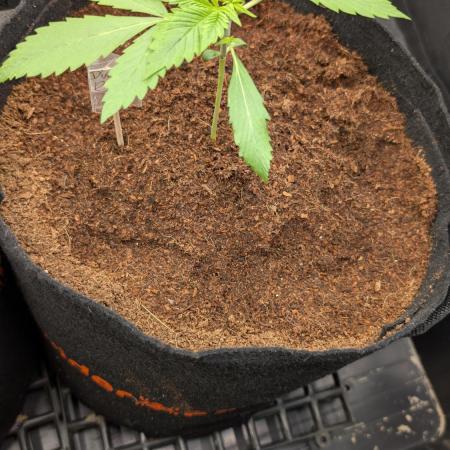 Diablo Rojo XL Auto Take 2