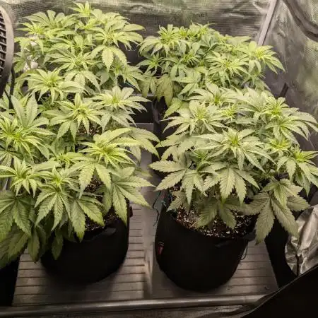 Fast Garden