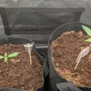 Strawberry Banana and the royal Cheese