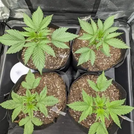Fast Garden