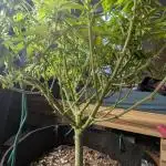 Fast Garden