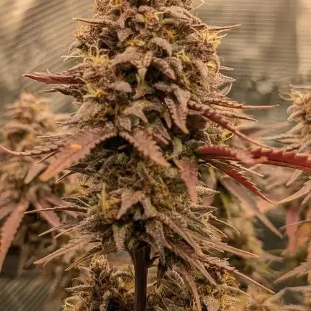 Fast Garden