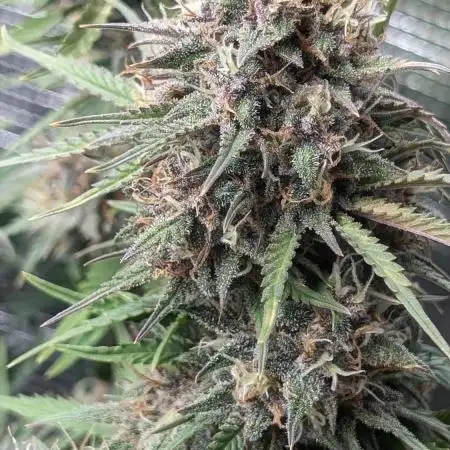 Fast Garden