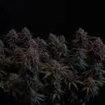 Fast Garden