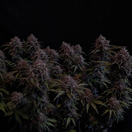 Fast Garden